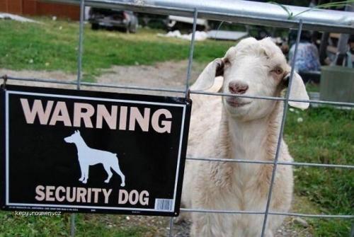  security dog 
