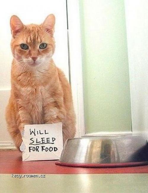 Will sleep for food