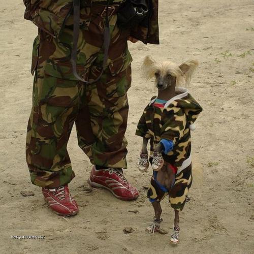  military dog 