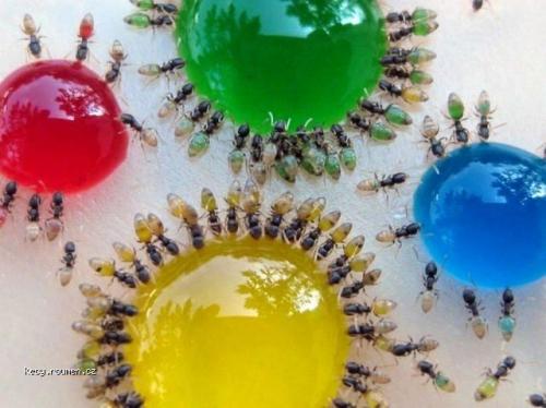 Colour ants