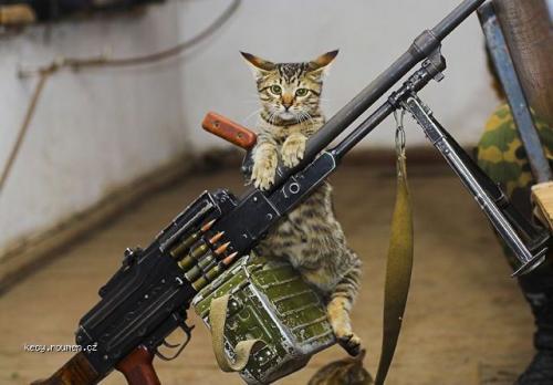 gun cat 
