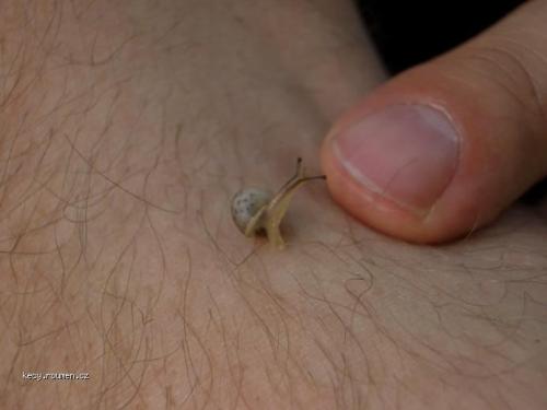  mikro snail 