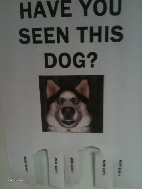 Have you seen this dog