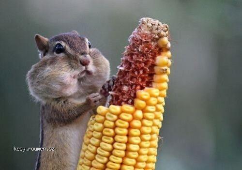  Squirrel eating corn 