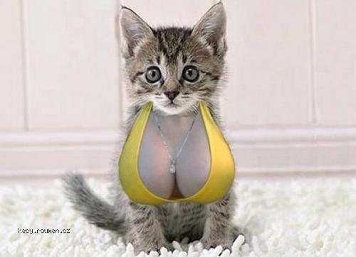  The Interwebs Just Love Kittens  26 Boobs  E2 80 93 How About Both In One Picture 