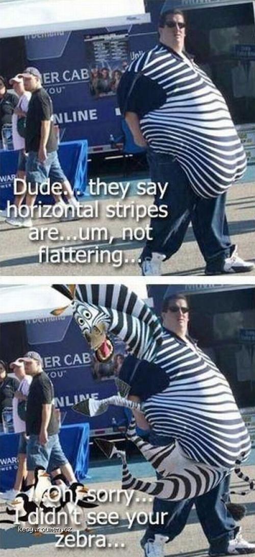  dude zebra 