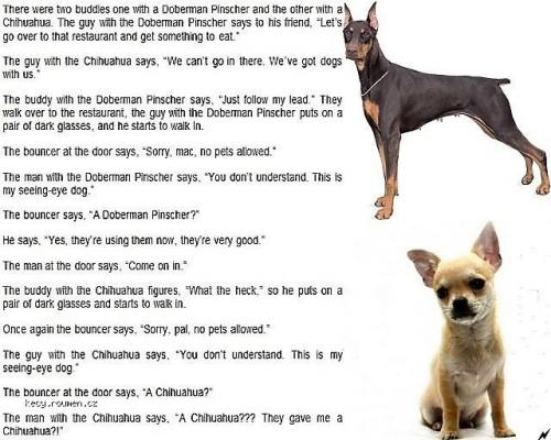  Doberman vs Chihuahua 