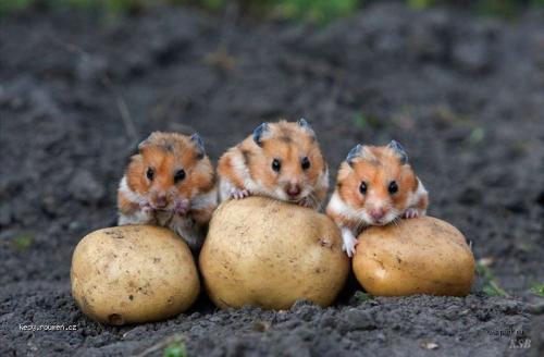  zlodeji brambor 