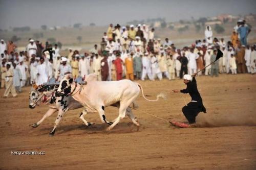  Picture of the day Bull races in the village of Islamabad 