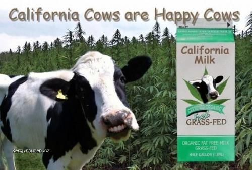  California cows 