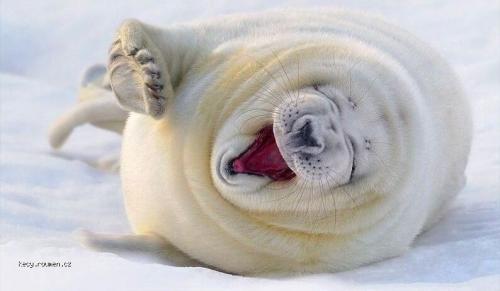 Seal smiling