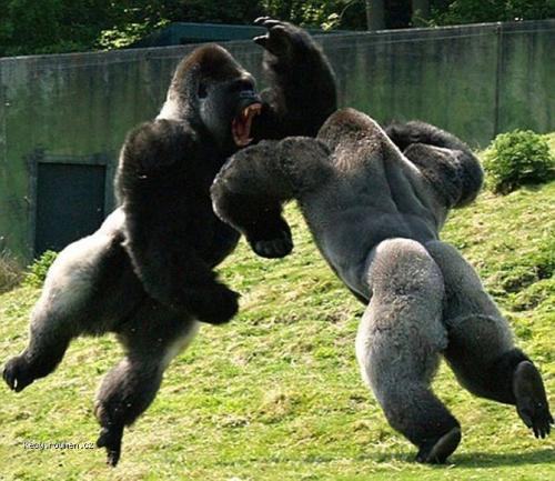  Gorilie sumo 