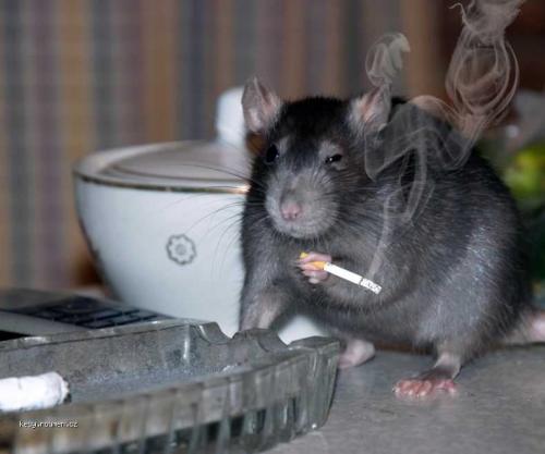smoke rat