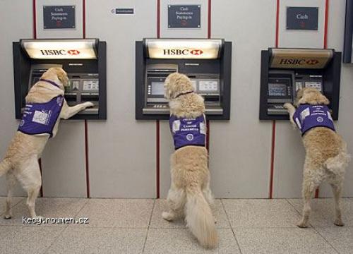 dog cashpoint