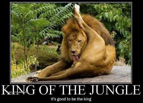  king of the jungle 
