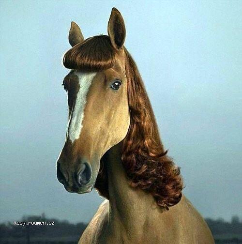  Horse beauty 