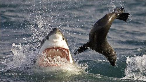  shark vs seal 
