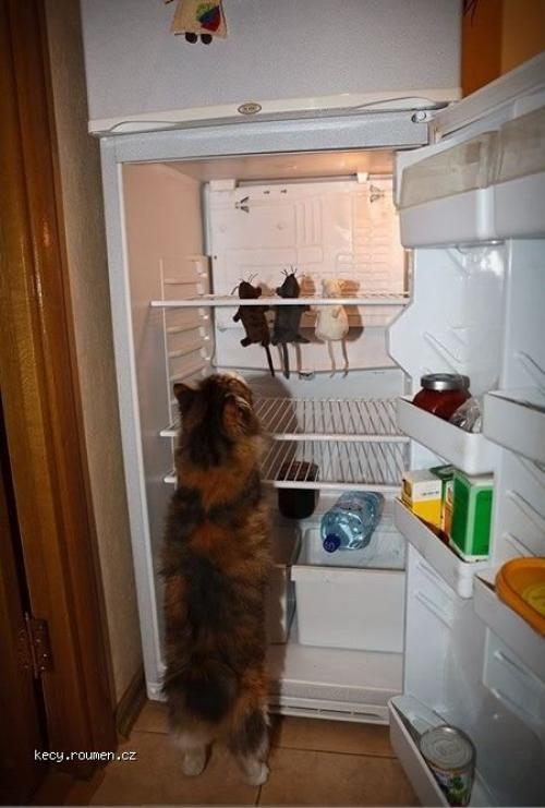 kitty in fridge
