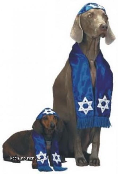  X Israel dogs 