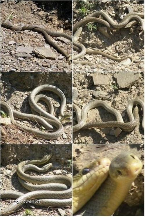 How Snakes Make Love