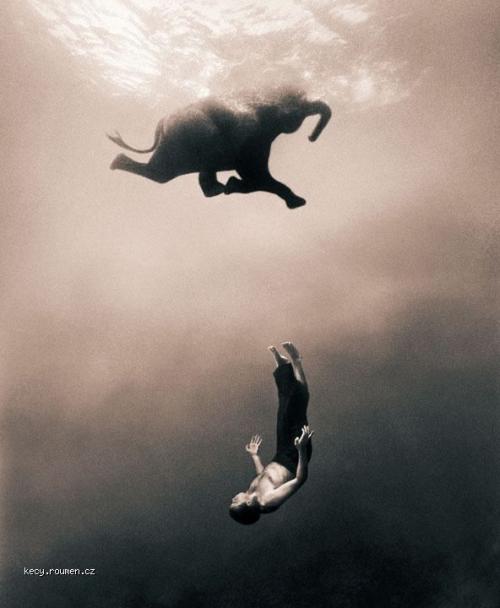  slon plavec 