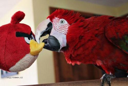  angry birds 