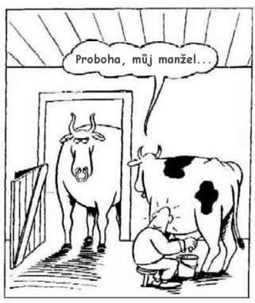 Když jdeš dojit krávu