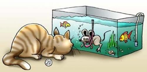 Jak kočka loví ryby po domácku
