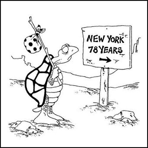 Když jde želva do New Yorku?