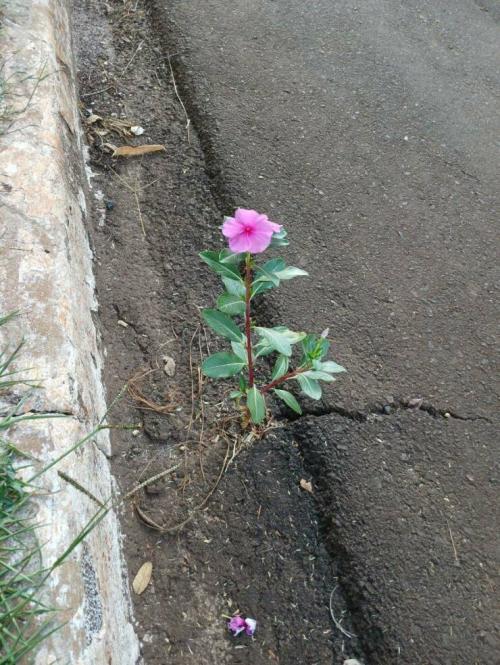 Obrázek č. 1325242