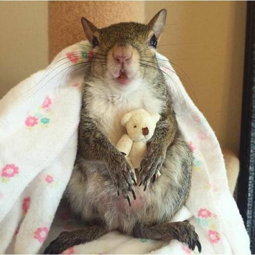 Obrázek č. 1325419