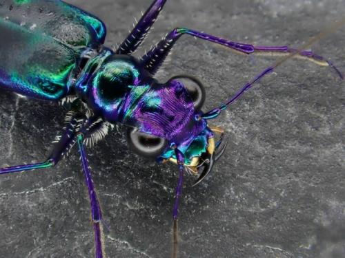 Obrázek č. 1332029