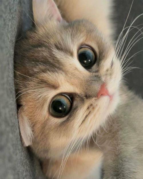 Obrázek č. 1342077
