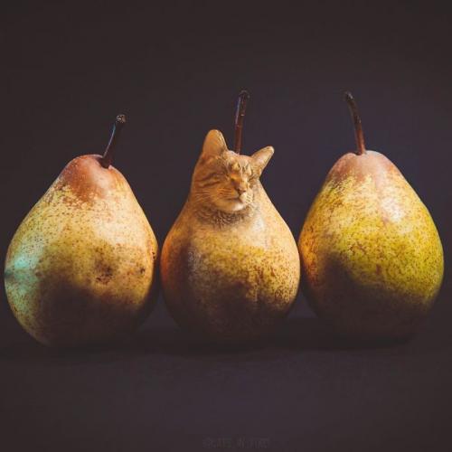 Obrázek č. 1014465