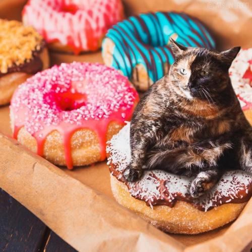 Obrázek č. 1014467