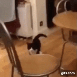 https://media.loupak.fun/soubory/obrazky_n/_GIF/1095/4341.gif