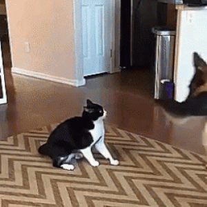 https://media.loupak.fun/soubory/obrazky_n/_GIF/1188/6200.gif