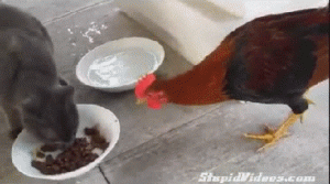 https://media.loupak.fun/soubory/obrazky_n/_GIF/1253/0973.gif