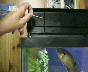 https://media.loupak.fun/soubory/obrazky_n/_GIF/1292/0721.gif