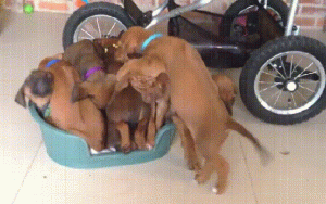 https://media.loupak.fun/soubory/obrazky_n/_GIF/1311/1102.gif
