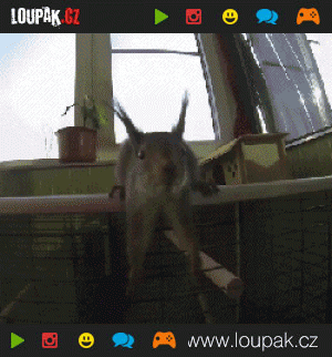 https://media.loupak.fun/soubory/obrazky_n/_GIF/134/gifs_19(014).gif