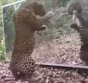 https://media.loupak.fun/soubory/obrazky_n/_GIF/1432/0321.gif