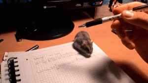 https://media.loupak.fun/soubory/obrazky_n/_GIF/1467/1153.gif