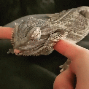 https://media.loupak.fun/soubory/obrazky_n/_GIF/1566/3024daily_gifdump_3026_10.gif