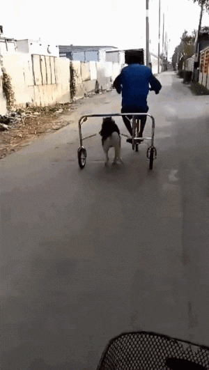 https://media.loupak.fun/soubory/obrazky_n/_GIF/1585/3042daily_gifdump_3041_08.gif