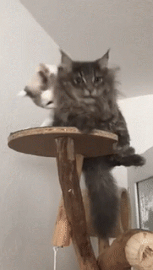 https://media.loupak.fun/soubory/obrazky_n/_GIF/1585/3042daily_gifdump_3041_09.gif