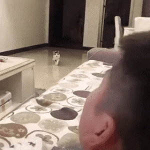 https://media.loupak.fun/soubory/obrazky_n/_GIF/1611/3065daily_gifdump_3061_04.gif