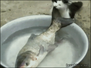 https://media.loupak.fun/soubory/obrazky_n/_GIF/1710/237.gif