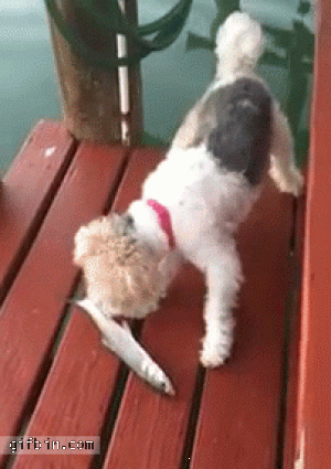 https://media.loupak.fun/soubory/obrazky_n/_GIF/1744/298.gif