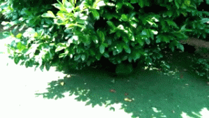 https://media.loupak.fun/soubory/obrazky_n/_GIF/1837/466.gif